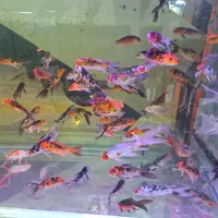 ماهی کوی سوپر باله تری کالر ۵ بندی