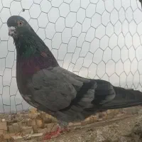 کفتر نوک ریز