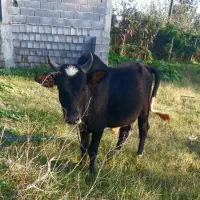 ورزا کوله چالوسی