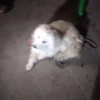 سگ پامر|سگ|شوشتر, |دیوار