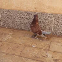 کبوتر فروشی جوجه