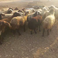 میش|حیوانات مزرعه|چگنی, |دیوار