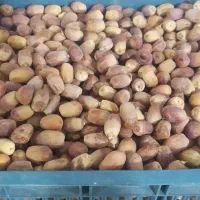 قصب زاهدی|عمدهفروشی|جهرم, |دیوار