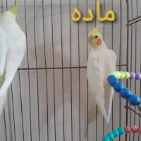 عروس هلندی نر و ماده تکی هم بخواهی میدم