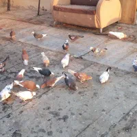 جوجه قلم پرشی