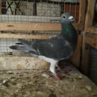 چاپی ونروی|پرنده|مسجد سلیمان, |دیوار