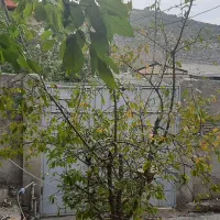 خونه باغ قدیمی۳۰۰متر بابنا ۱۱۰مترخونه