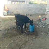 یک راس گاو بچه دار وآبستن|حیوانات مزرعه|ارشق, |دیوار