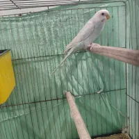 مرغ عشق مولد|پرنده|رودهن, |دیوار