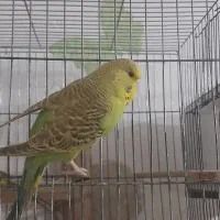 مرغ انگلیسی|پرنده|میانه, |دیوار