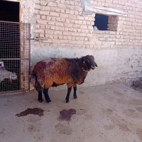 قوچ همو|حیوانات مزرعه|قوچان, |دیوار