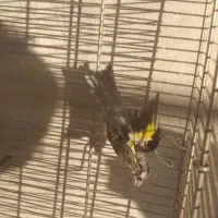 جوجه سهره نر