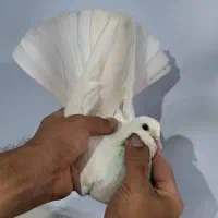 کفتر پرشی|پرنده|رباطکریم, شترخوار|دیوار