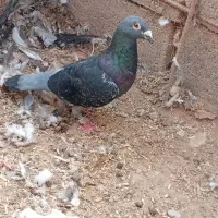 جفت چاپی مسافتی