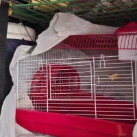 قفس پرنده و همستر|لوازم جانبی حیوانات|لاهیجان, کوی آزادگان|دیوار