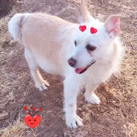 سگ گمشده|حیوانات|تربتحیدریه, آغوی|دیوار