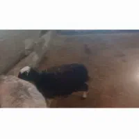 بره ماده چاق