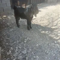 سلام دوعدد بر یا کهر چپش نر