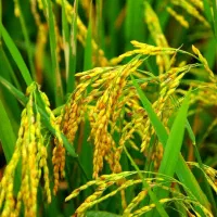 ۴۰۰۰متر شالیزار زیباکنار