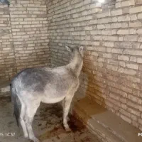 هنر خوب باری جوان|حیوانات مزرعه|کلیائی, |دیوار