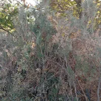 نهال گلدونی کاج|خدمات باغبانی و درختکاری|مشکیندشت, |دیوار