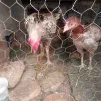 خروس لاری