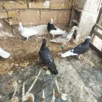 چندعددکفتر