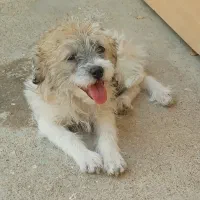 حیوان خانگی