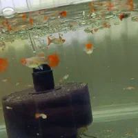 گوپی کوی|ماهی|فردیس, فردیس|دیوار