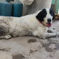 لاس گمشده|حیوانات|فلاورجان, |دیوار