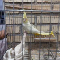 یک عددعروس هلندی ماده