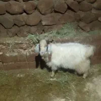 بزغاله|حیوانات مزرعه|باسمنج, |دیوار