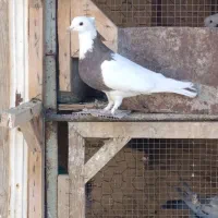 کفترطوقی 6عدد3نر3ماده|پرنده|برخوار, |دیوار