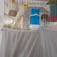 عروس هلندی لوتینو