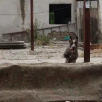 سگ شکاری نژاد پوینتر