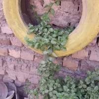 گل گیاهی شاداب|گل و گیاه طبیعی|تربتحیدریه, شهرک ولیعصر|دیوار