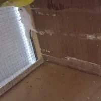 مرغ عشق|پرنده|خرمشهر, |دیوار