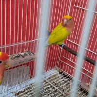 یک جفت طوطی برزیلی (کوتوله)صورت هلویی زرد|پرنده|قائمشهر, |دیوار