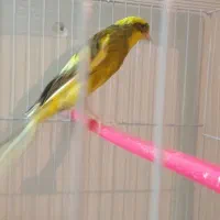 قناری ماده ابلغ کشیده بلند|پرنده|مشهد, ولیعصر (شهرک غرب)|دیوار