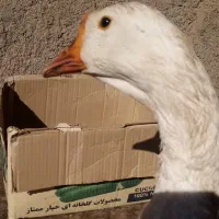 قوغاز دونافه غبغب دار|حیوانات مزرعه|مشهد, هدایت|دیوار