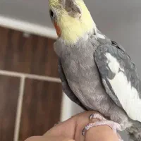 عروس هلند دستی