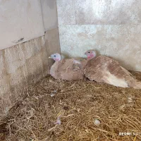 بوقلمون کر