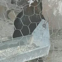 تخم مرغ|خوردنی و آشامیدنی|ایلام, |دیوار