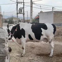 گاو۸ماهه آبستن