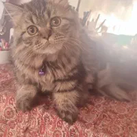 گربه بریتیش لانگ هیر|گربه|لاهیجان, گلستان|دیوار