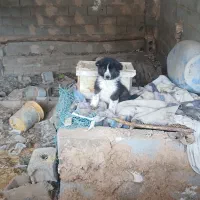 توله قدرجونی