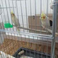 عروس هلندی بشرط نطفه|پرنده|سوسنگرد, |دیوار