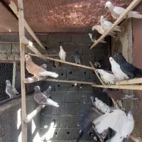 تعدادی کبوتر