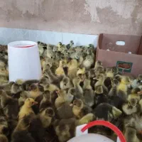 جوجه غاز و تخم نطفه دار غاز