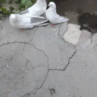 گویخلی دوتا نر یه دونه ماده
